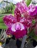 Rlc. Water Song